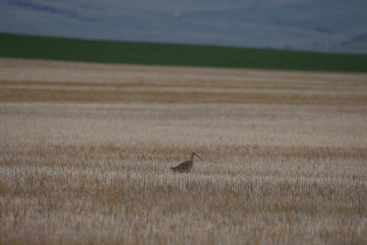Long-billed Curlew - ML636320982