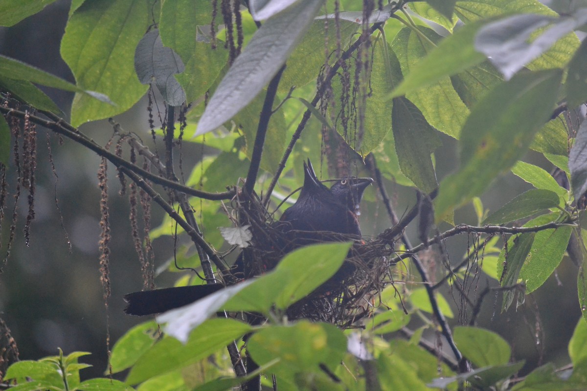Red-bellied Grackle - ML636320987