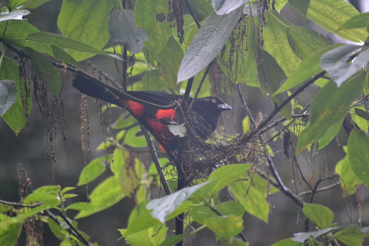 Red-bellied Grackle - ML636320988