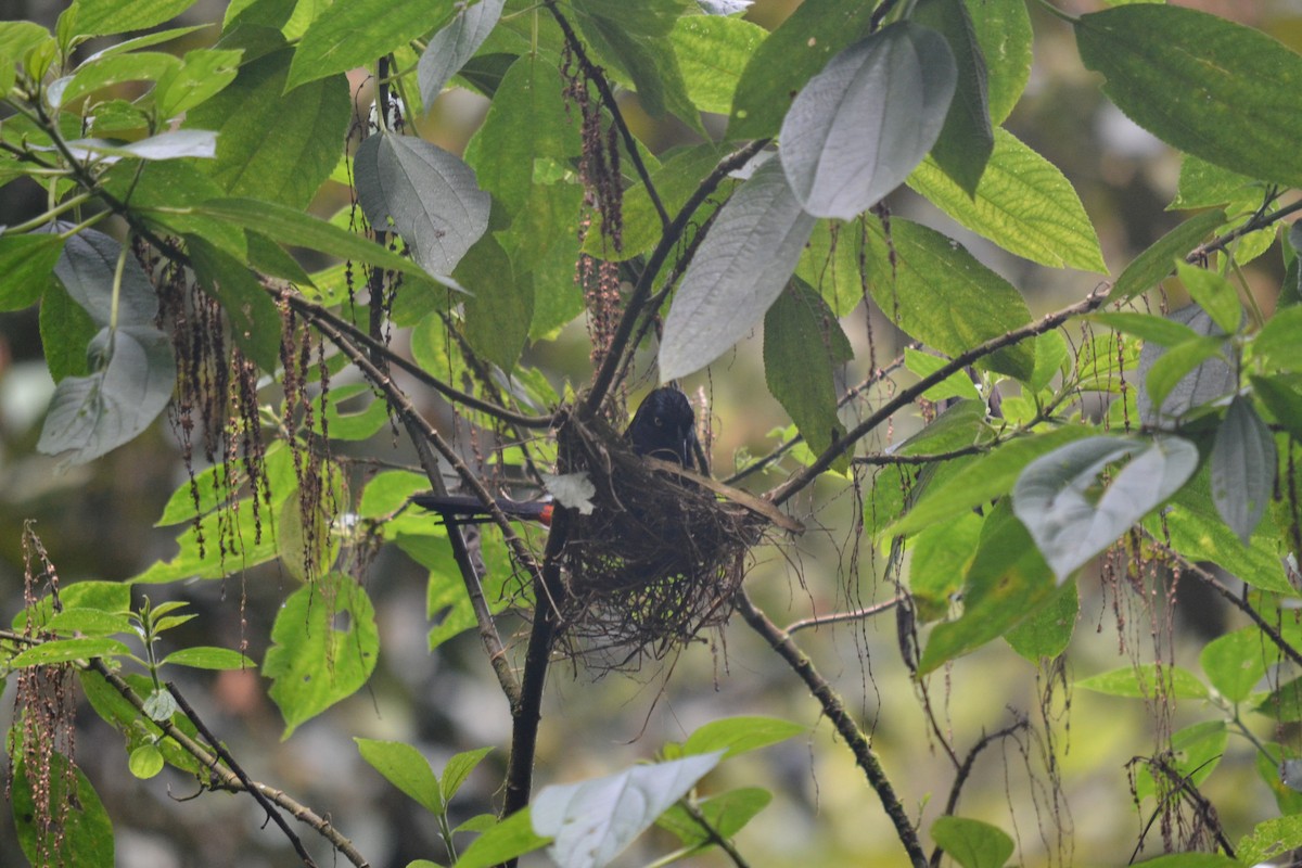 Red-bellied Grackle - ML636320989