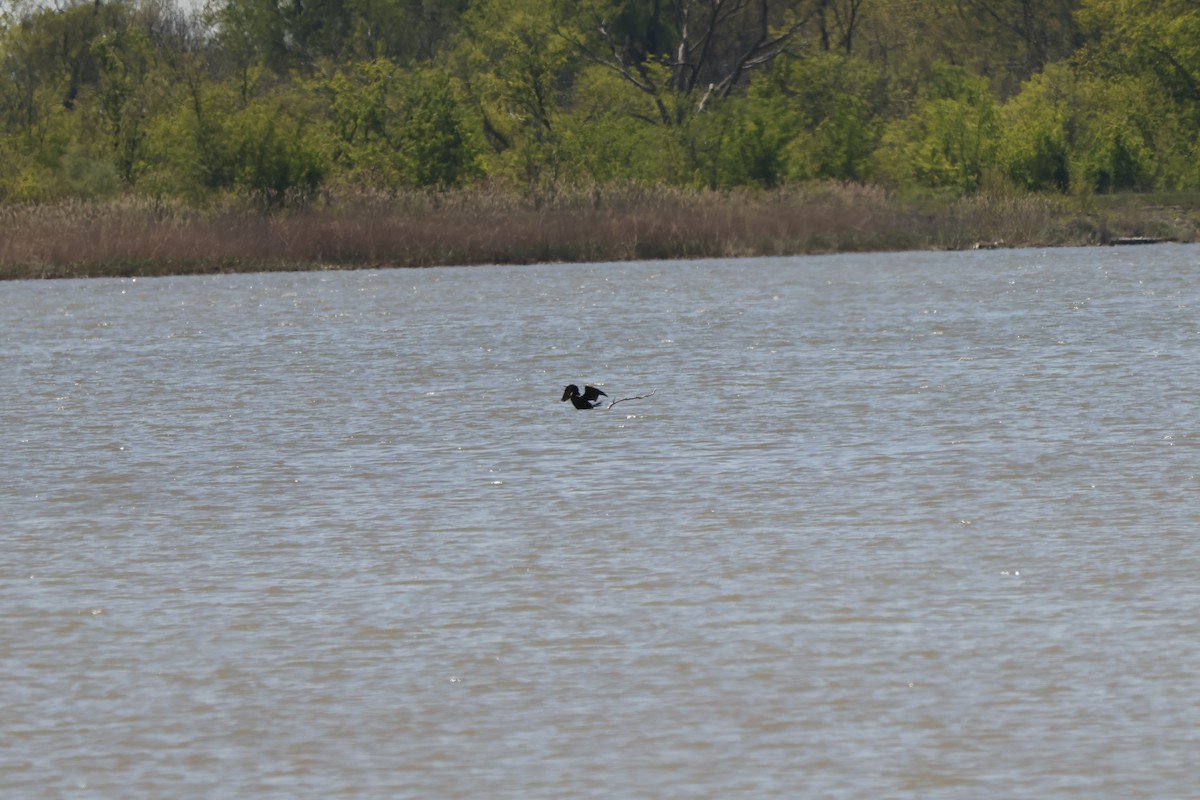 Double-crested Cormorant - ML636320997