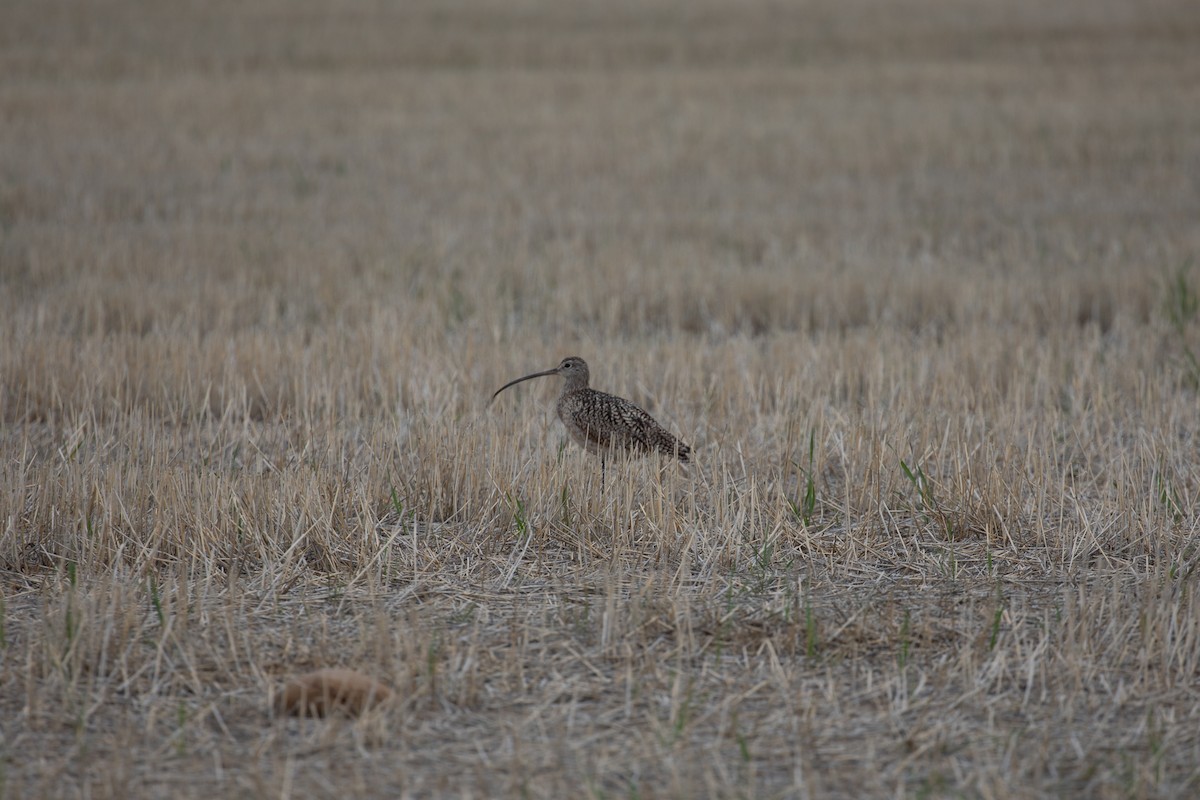 Long-billed Curlew - ML636321026