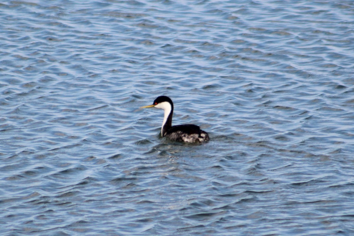 Western Grebe - ML636321077