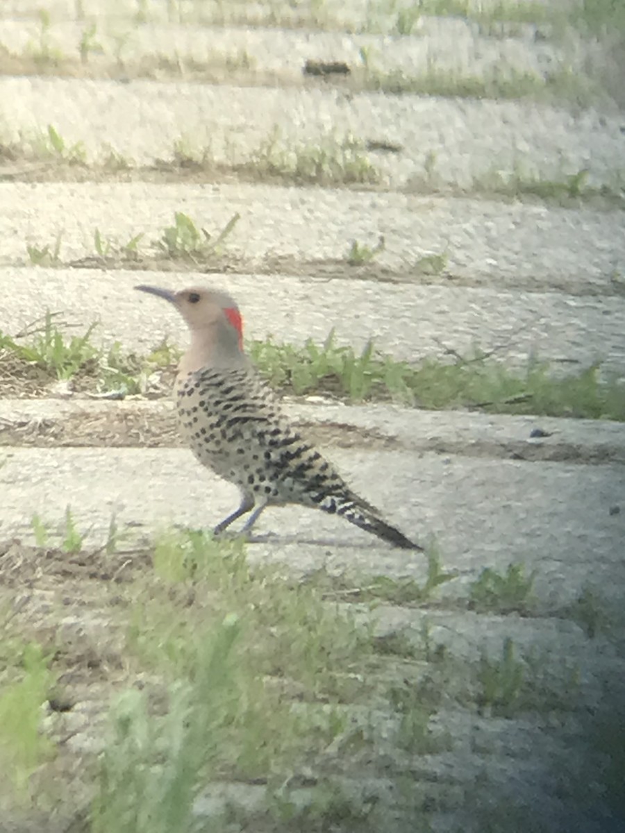Northern Flicker (Yellow-shafted) - ML636321097