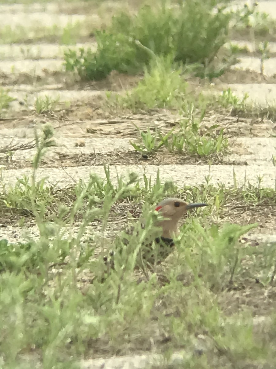Northern Flicker (Yellow-shafted) - ML636321132
