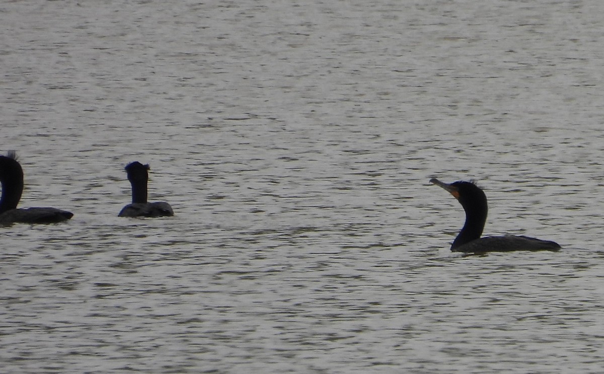 Double-crested Cormorant - ML636321165