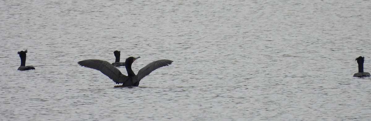 Double-crested Cormorant - ML636321166