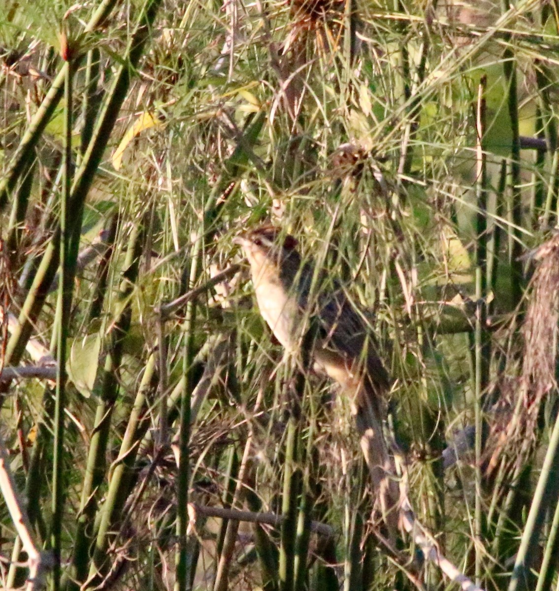 Striped Cuckoo - ML63632121