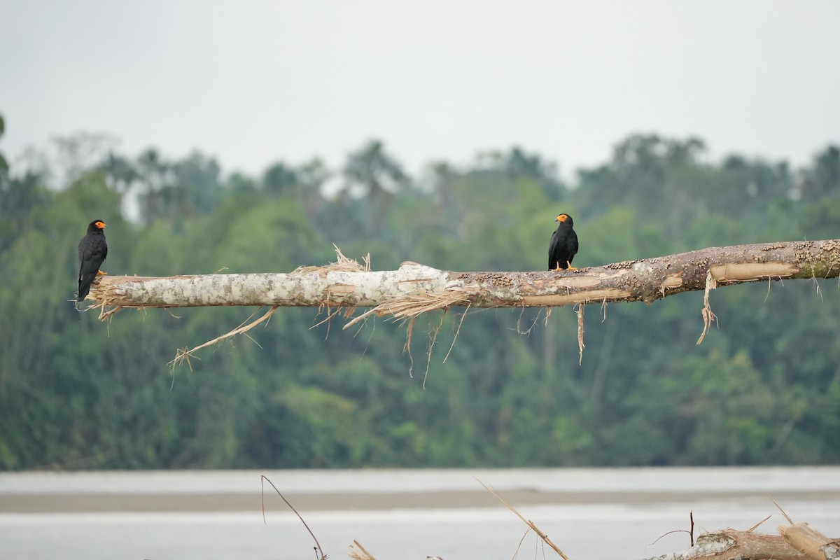 Black Caracara - ML636321275