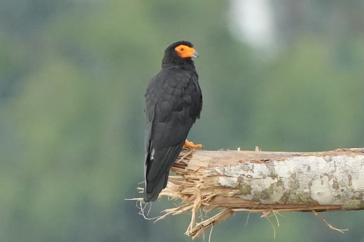 Black Caracara - ML636321276