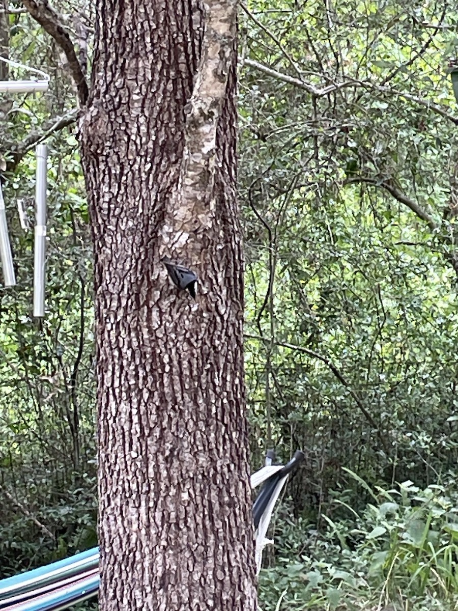 White-breasted Nuthatch - ML636321387