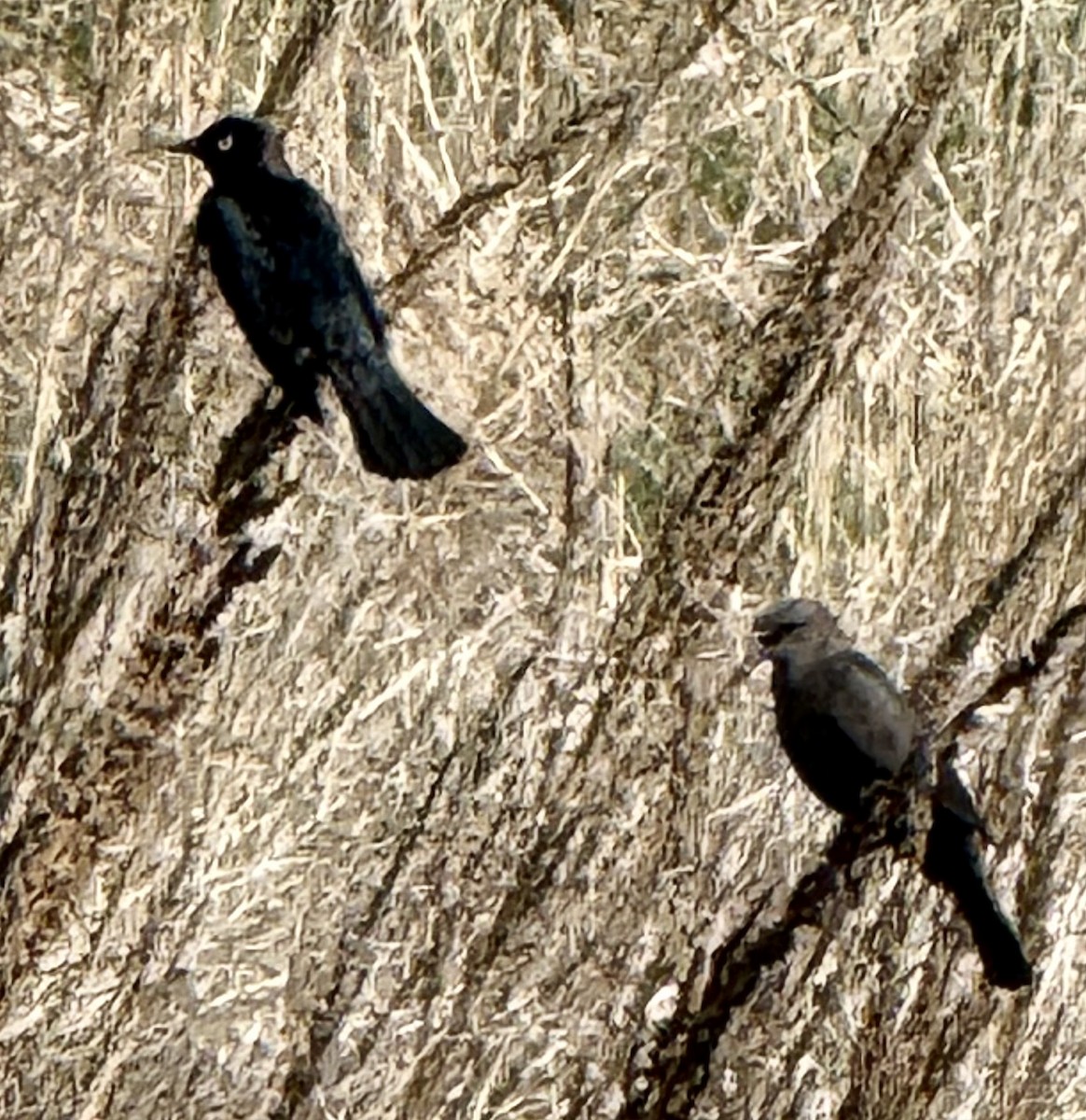Brewer's Blackbird - ML636321398