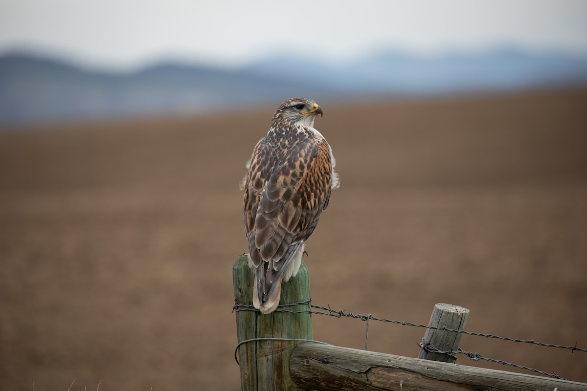 Ferruginous Hawk - ML636321459