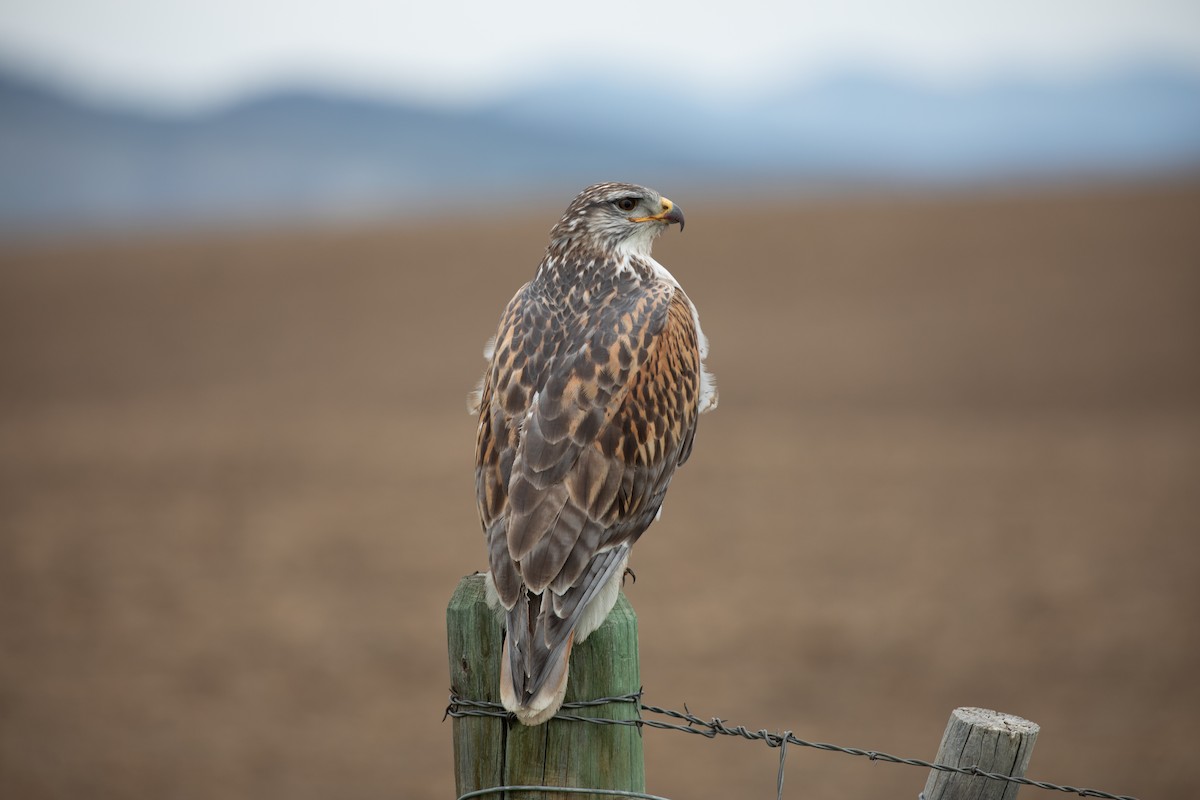 Ferruginous Hawk - ML636321461