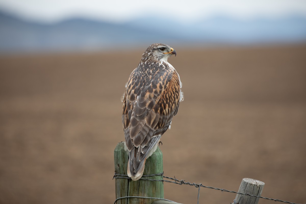 Ferruginous Hawk - ML636321462