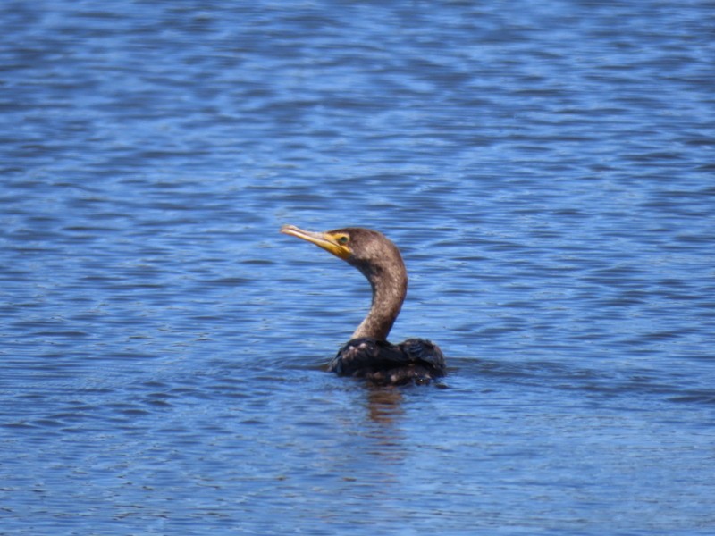 Double-crested Cormorant - ML636321480