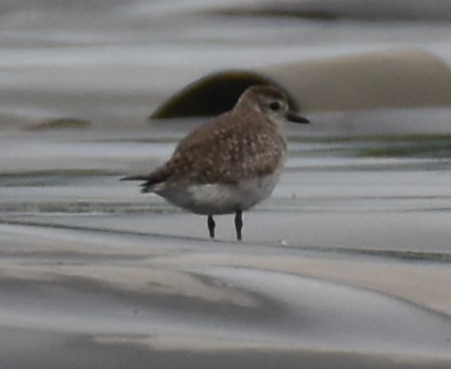 Black-bellied Plover - ML636321525