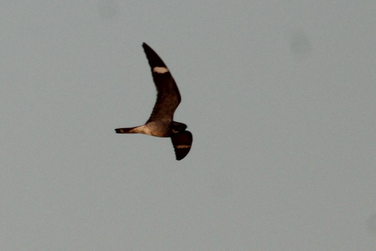 lelek sokolí - ML636321595