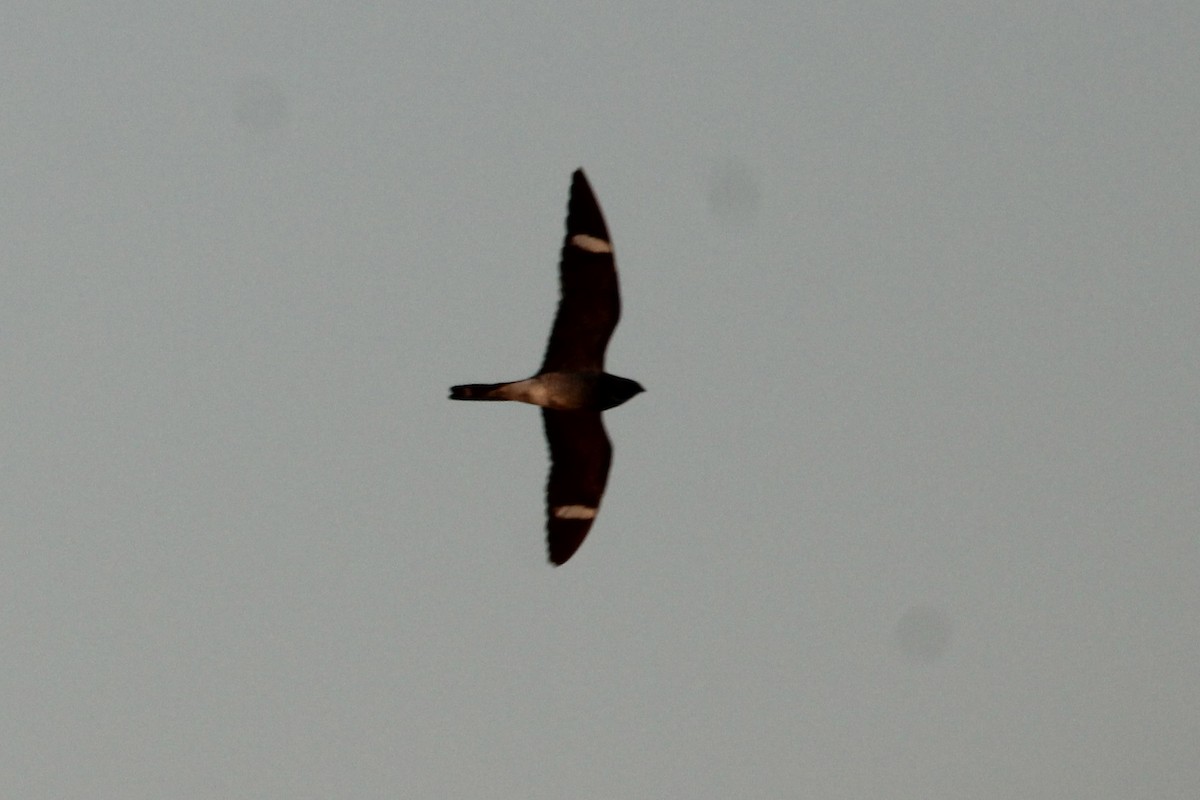 lelek sokolí - ML636321596