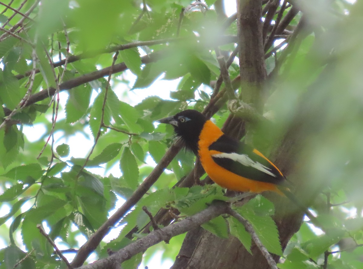 Venezuelan Troupial - ML636321608