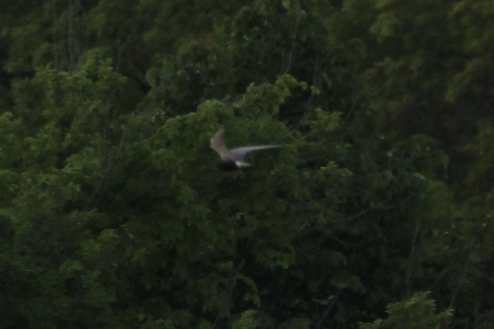 rybák černý - ML636321620