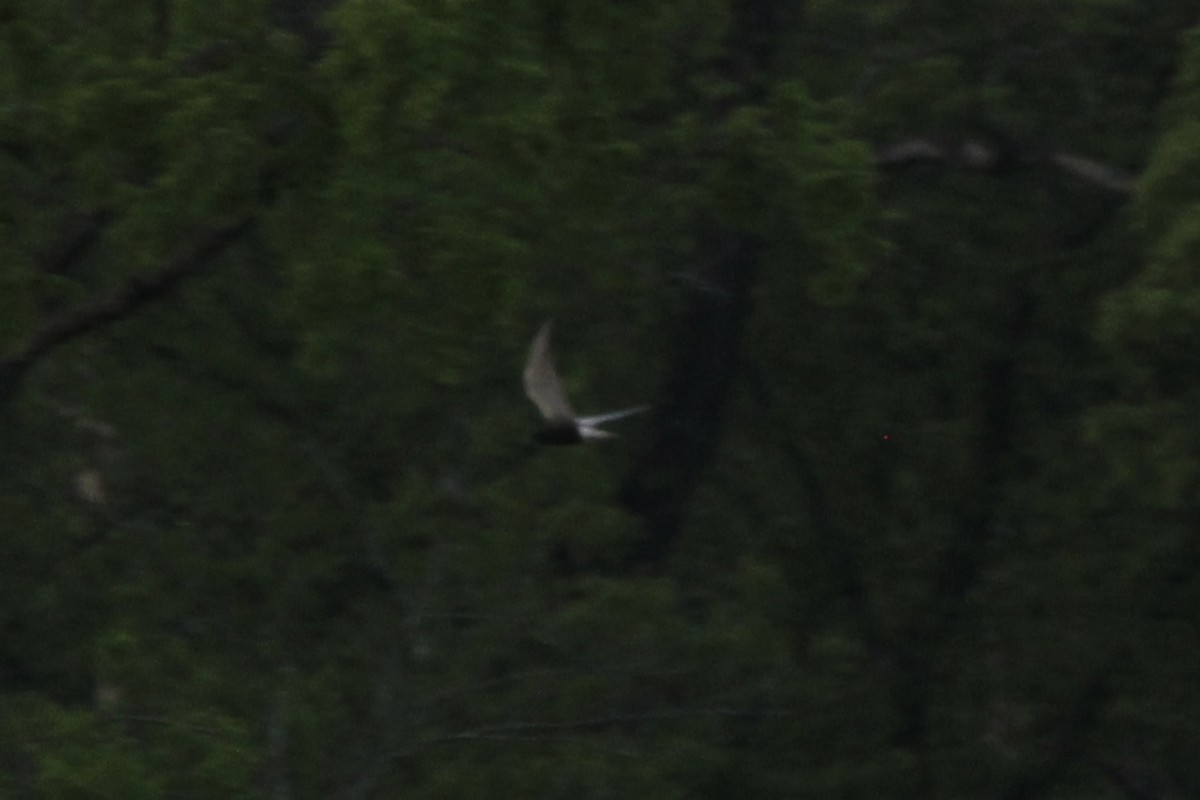 rybák černý - ML636321621