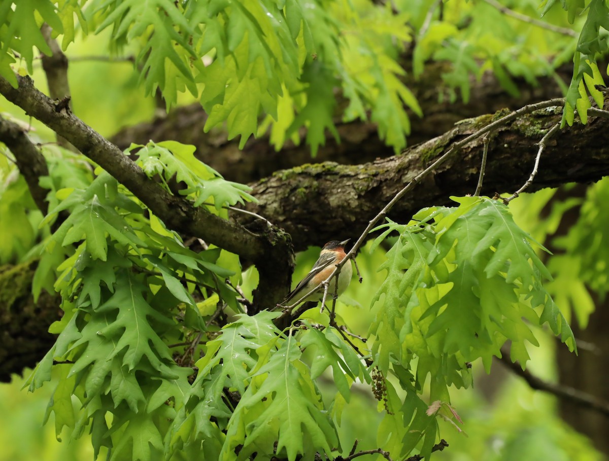 Bay-breasted Warbler - ML636321633