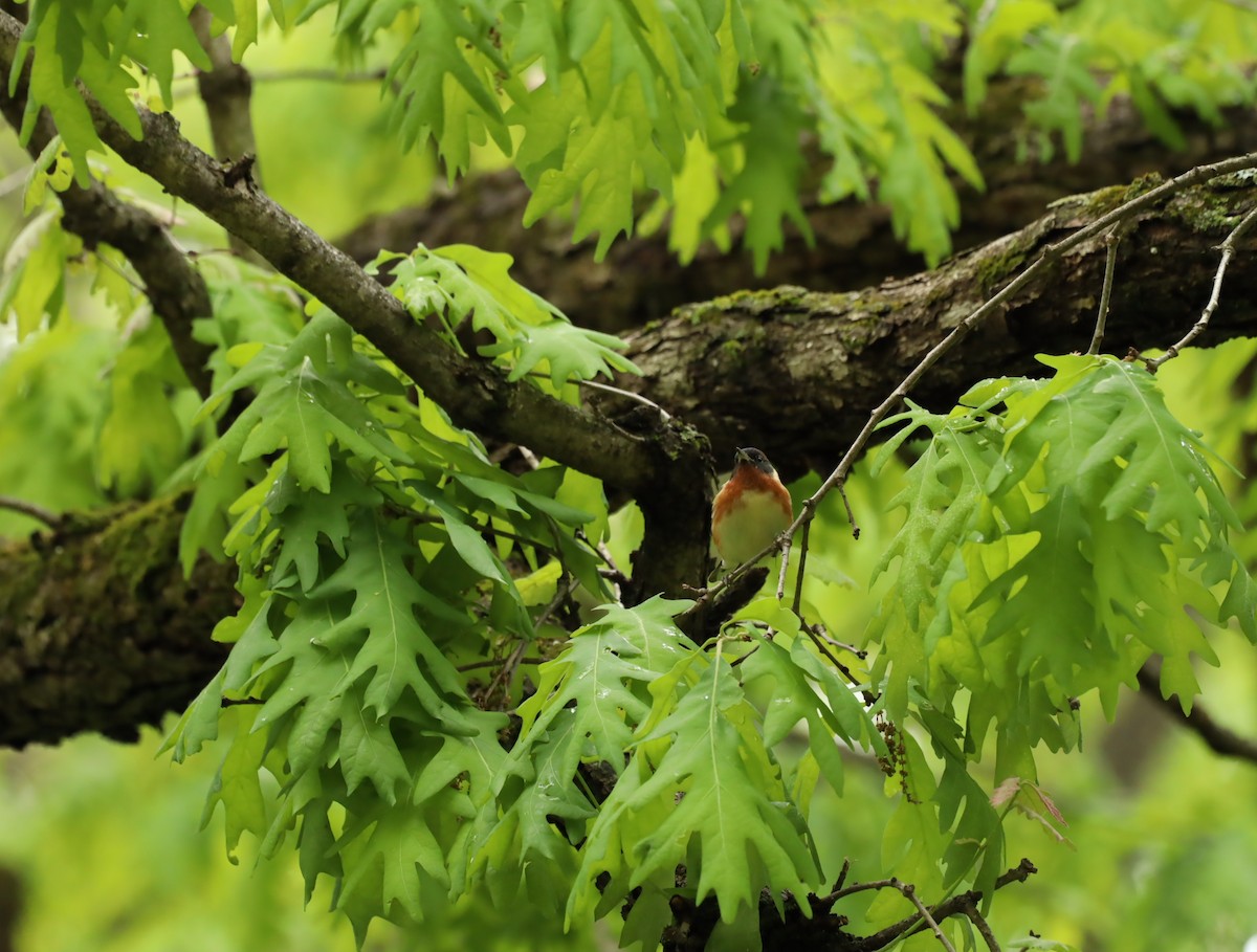Bay-breasted Warbler - ML636321641