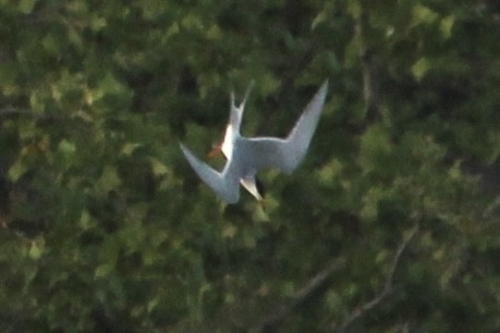 rybák severoamerický - ML636321644