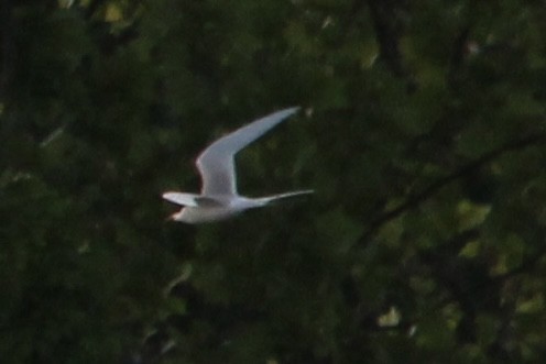 rybák obecný - ML636321657