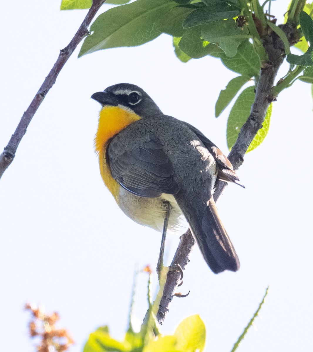 Yellow-breasted Chat - ML636321668