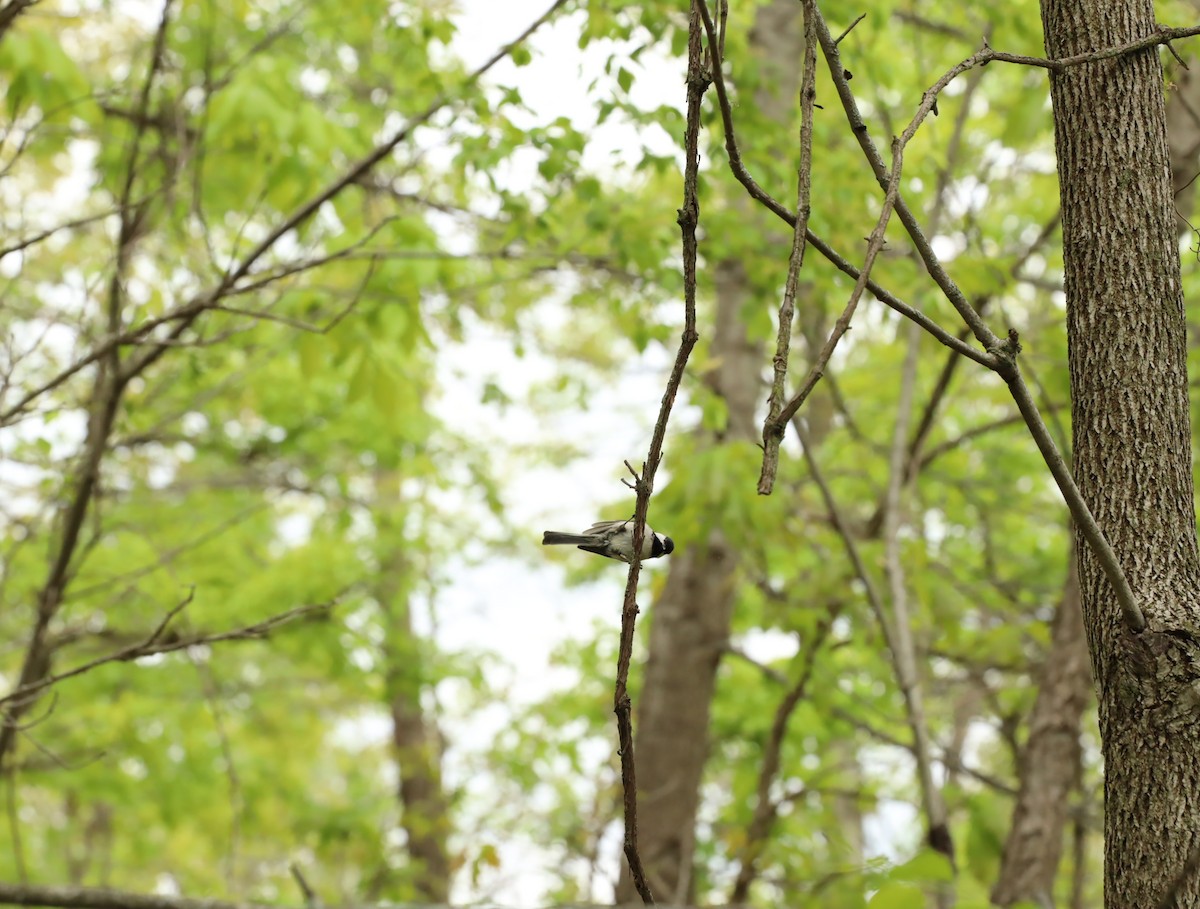 Black-capped Chickadee - ML636321670