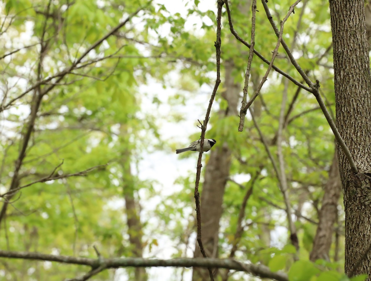 Black-capped Chickadee - ML636321678