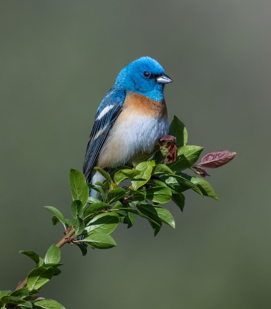 Lazuli Bunting - ML636321698