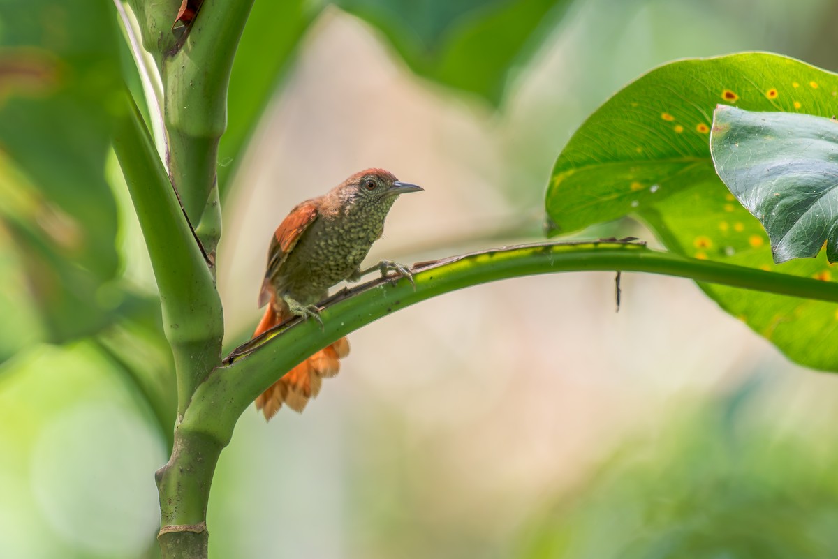 Scaled Spinetail - ML636321751