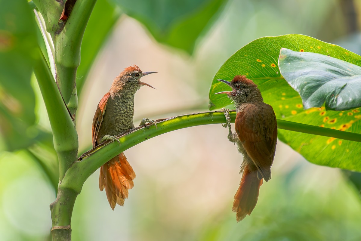Scaled Spinetail - ML636321753