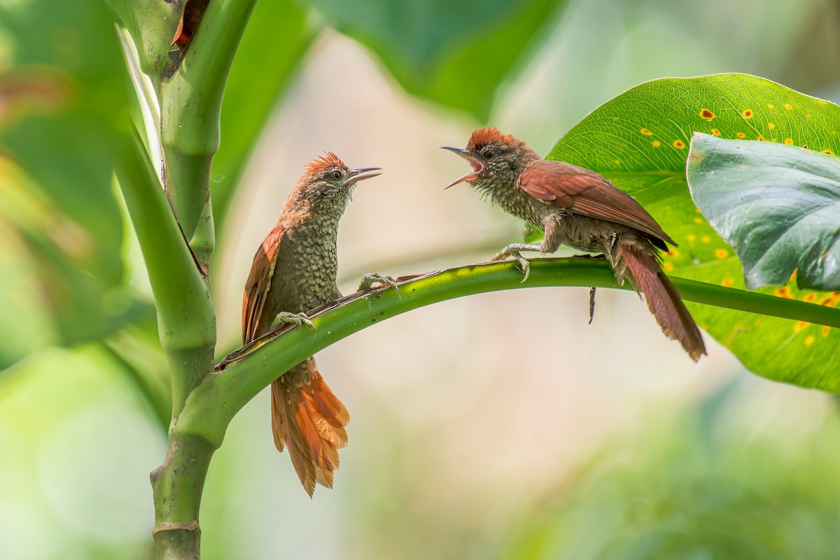 Scaled Spinetail - ML636321754