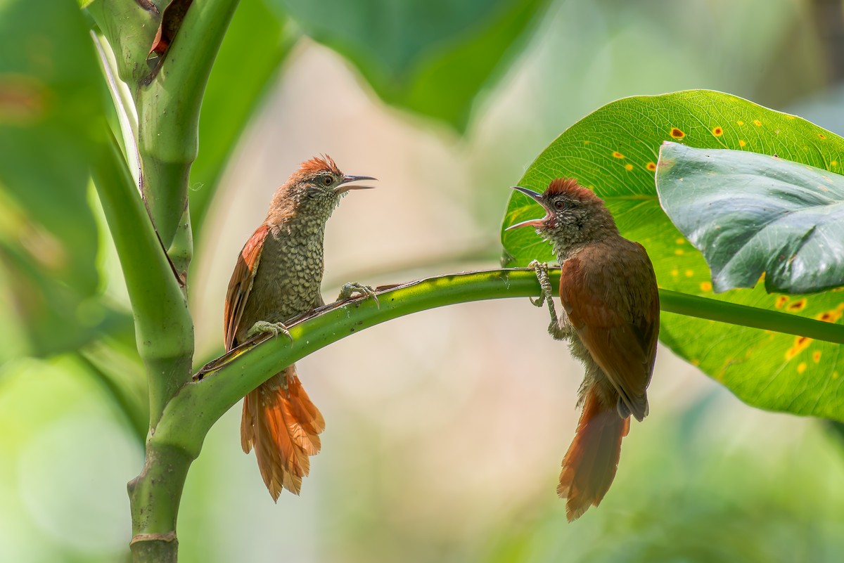 Scaled Spinetail - ML636321755