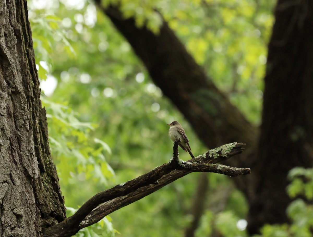 Eastern Wood-Pewee - ML636321777