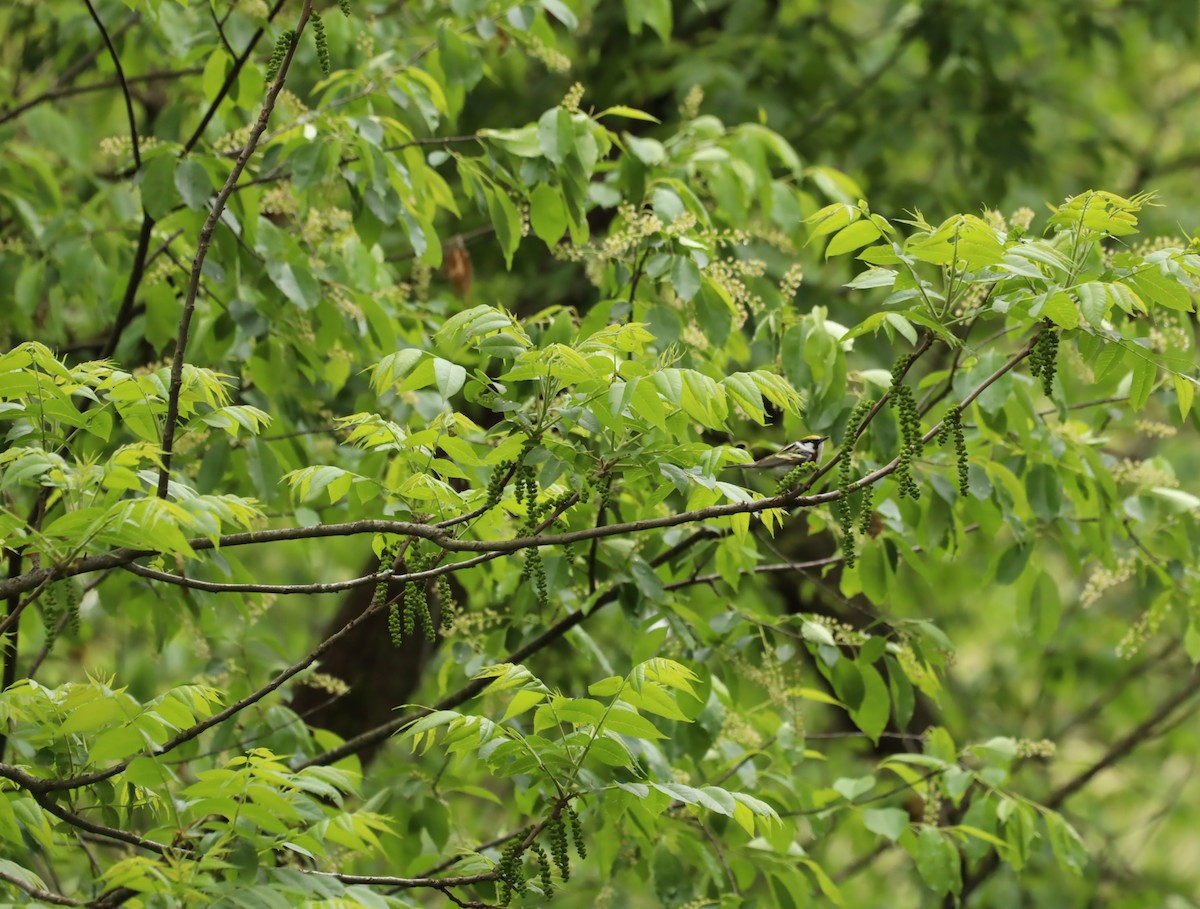 Chestnut-sided Warbler - ML636321824
