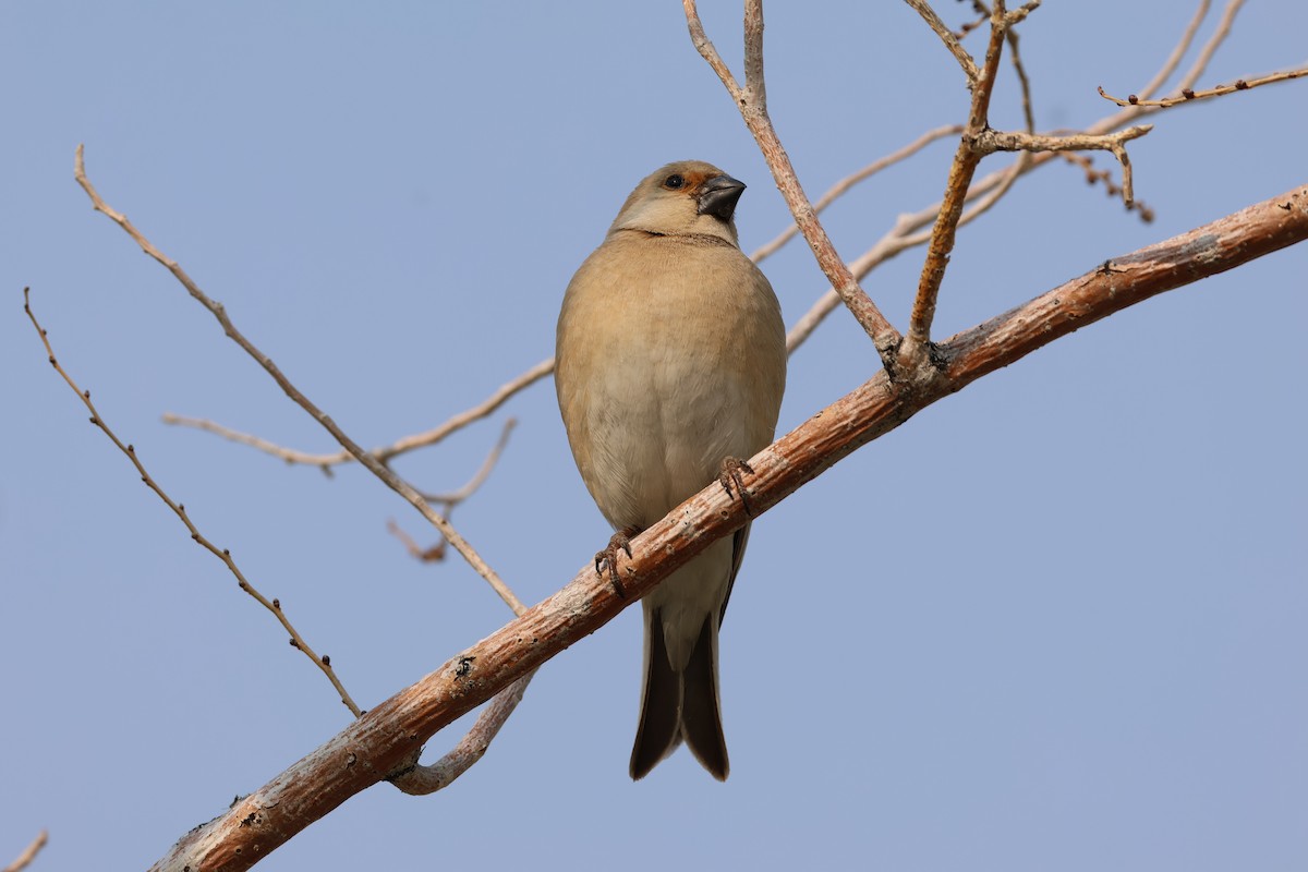 Desert Finch - ML636322041