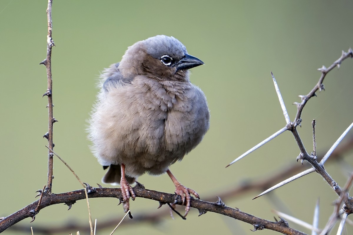 Gray-capped Social-Weaver - ML636322107
