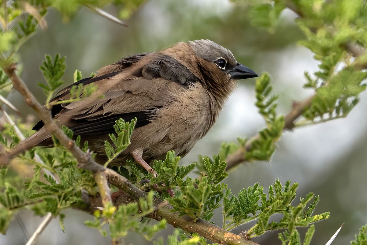 Gray-capped Social-Weaver - ML636322108