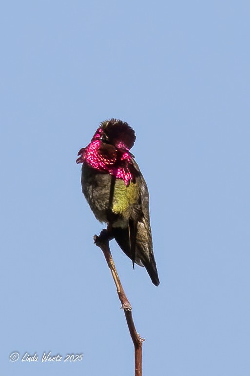Anna's Hummingbird - ML636322184