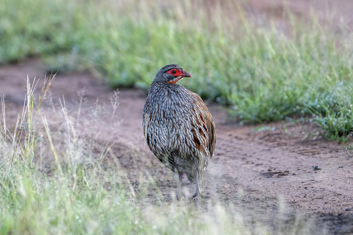 Gray-breasted Spurfowl - ML636322191