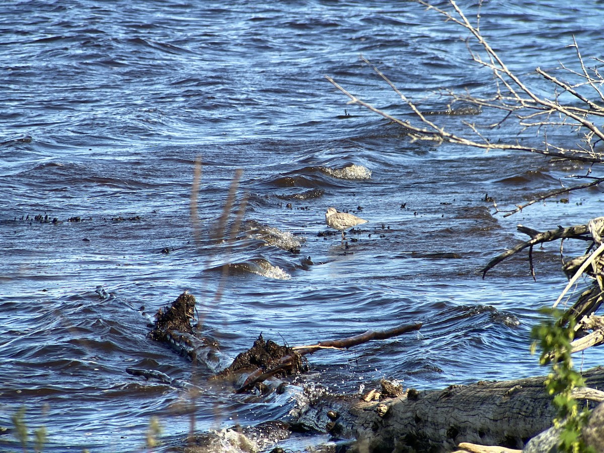 Willet (Western) - ML636322206