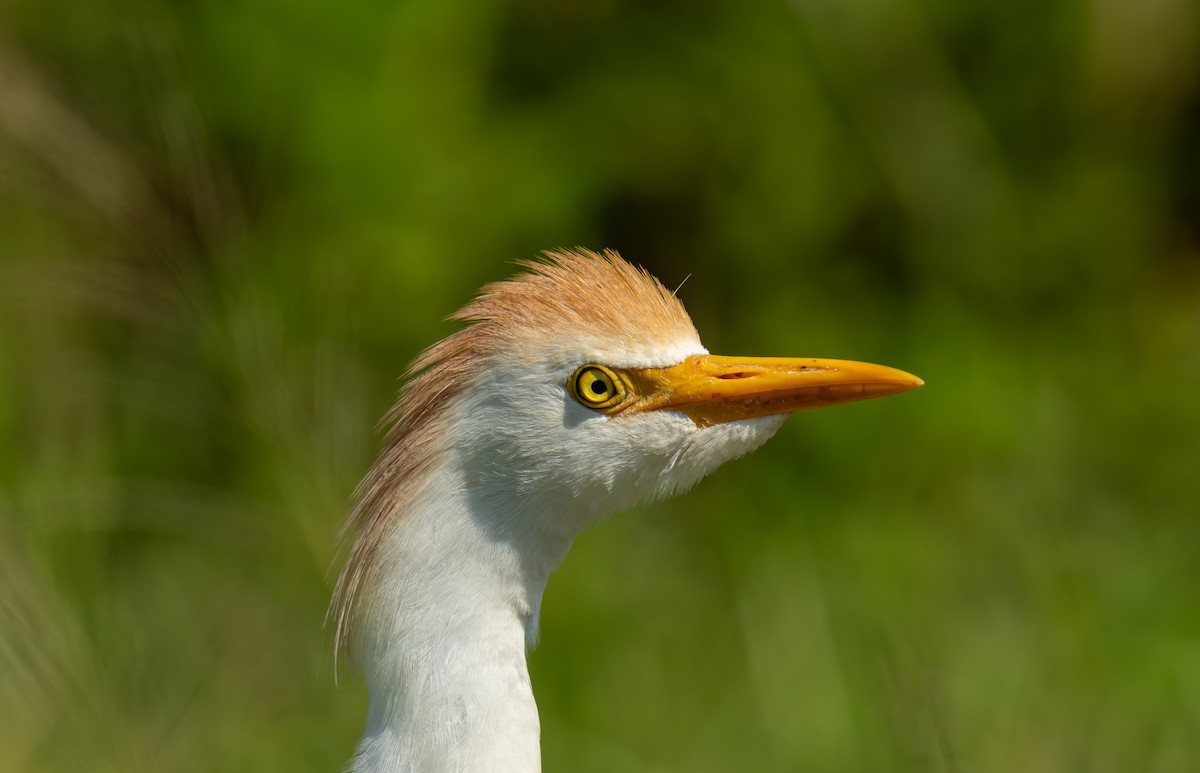 Western Cattle-Egret - ML636322220