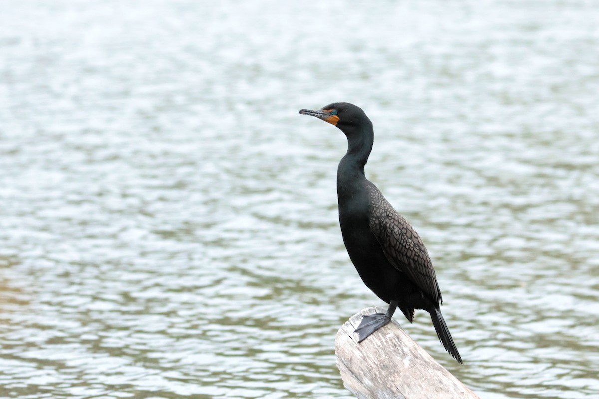 Double-crested Cormorant - ML636322248