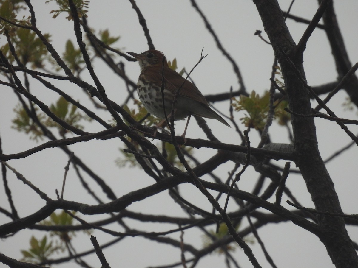 Wood Thrush - ML636322261