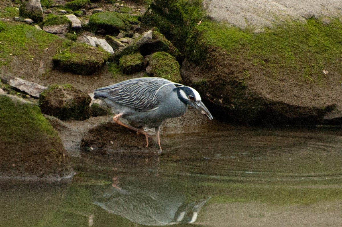 Yellow-crowned Night Heron - ML636322305